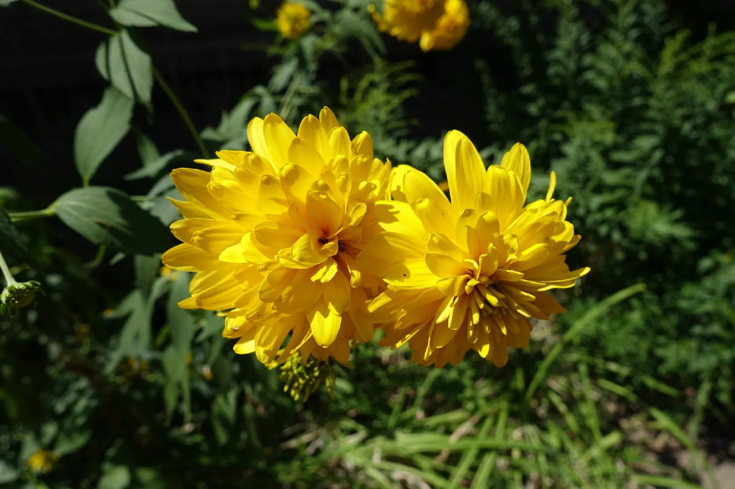 Rudbeckia Laciniata (Cutleaf Coneflower) Flowering Live Plant