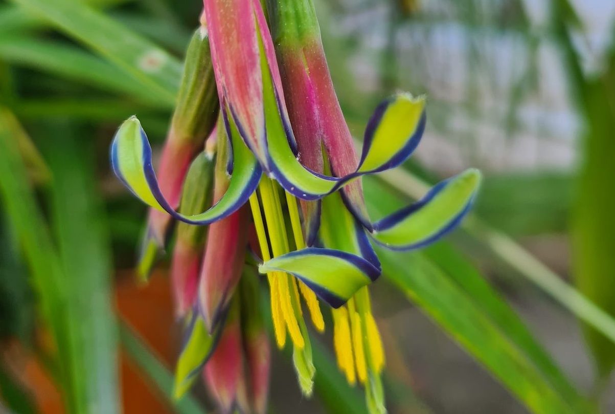 Queen's Tears (Billbergia nutans) Rare Flowering Live Plant