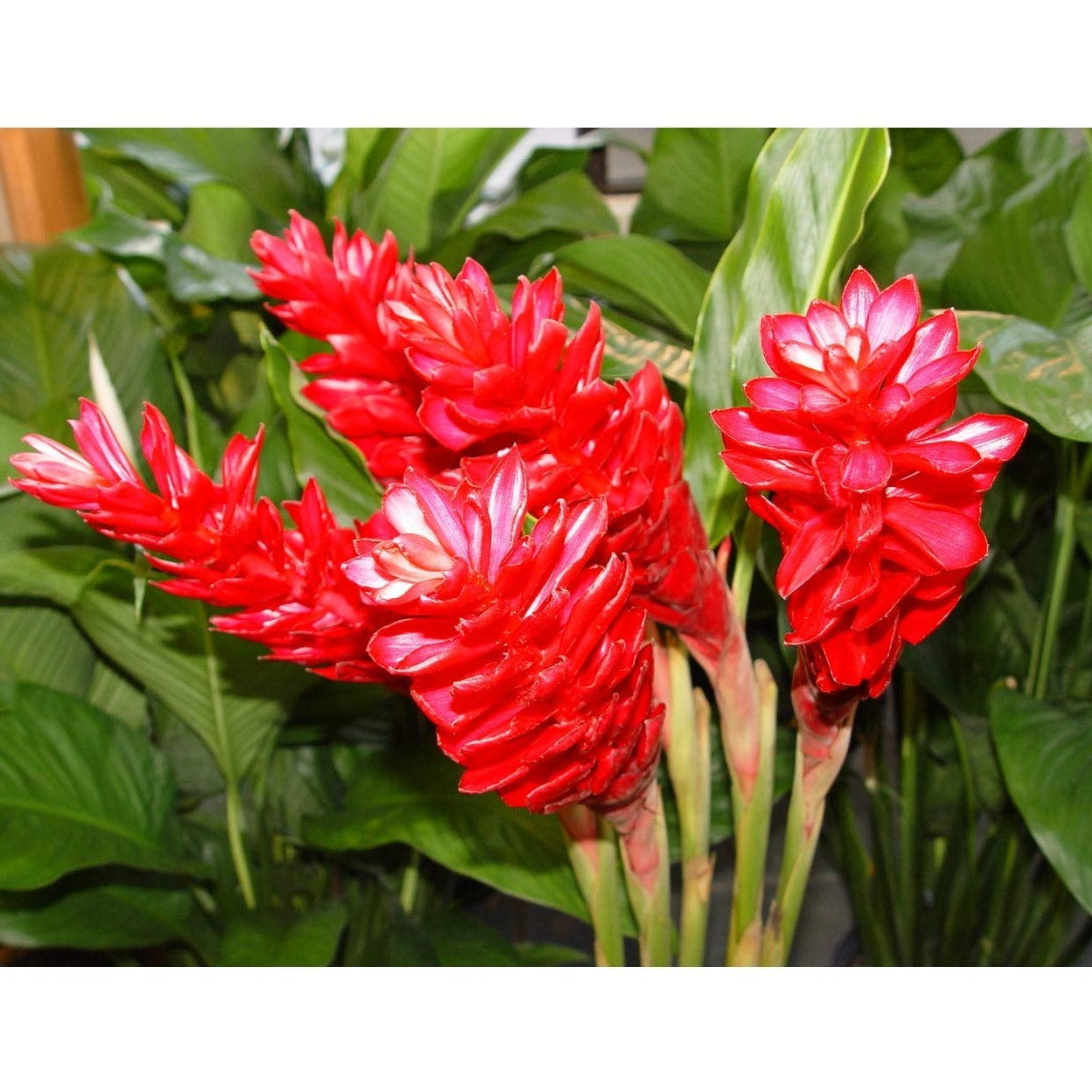 Alpinia Ginger Red Flowering Live Plant