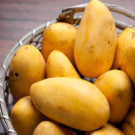 Brunei King Mango Grafted Live Plant