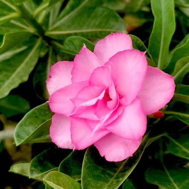 Desert Rose Pink Double petal (Adenium obesum) Flowering Live Plant