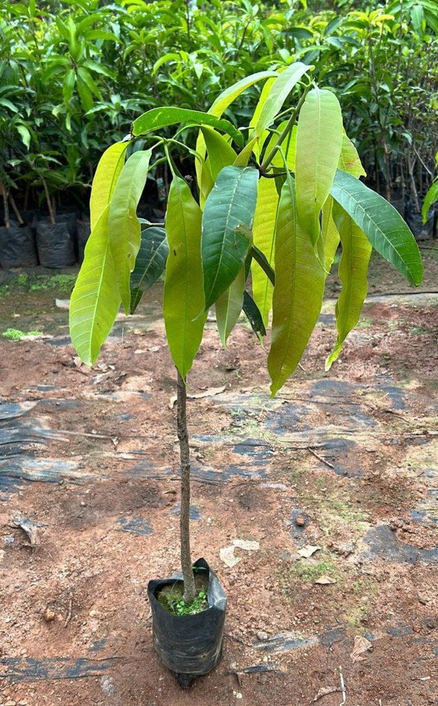 Alphonso Mango Grafted Live Plant