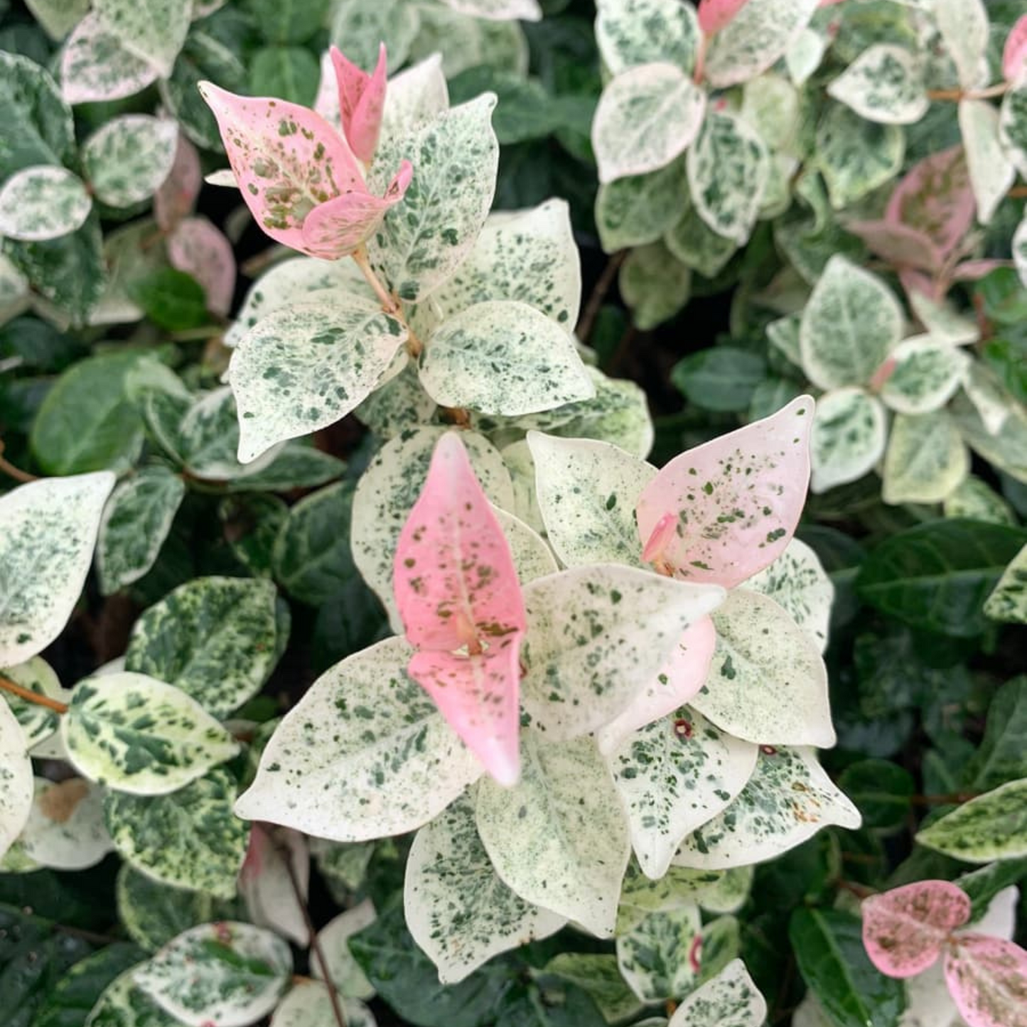 Asiatic Jasmine Variegated Ornamental Live Plant