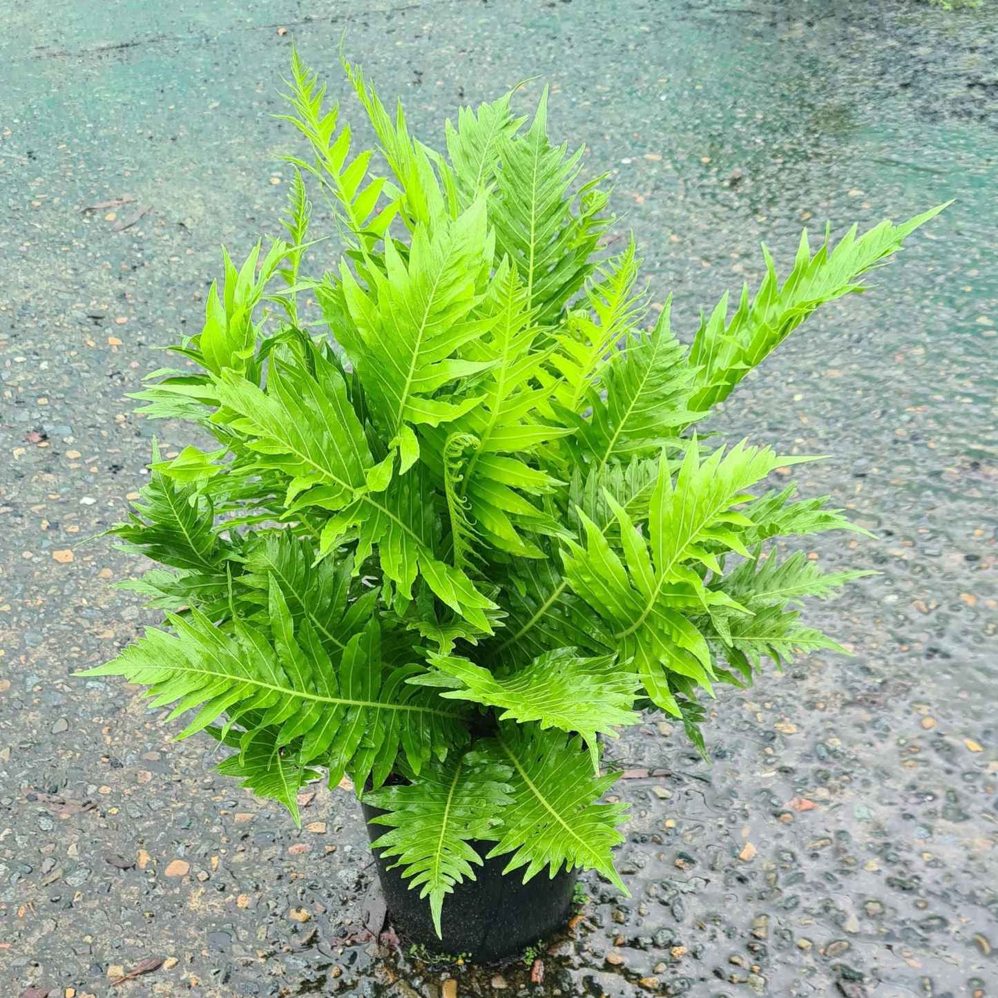 Blechnum gibbum (Oceaniopteris gibba) Dwarf Tree Fern Live Plant