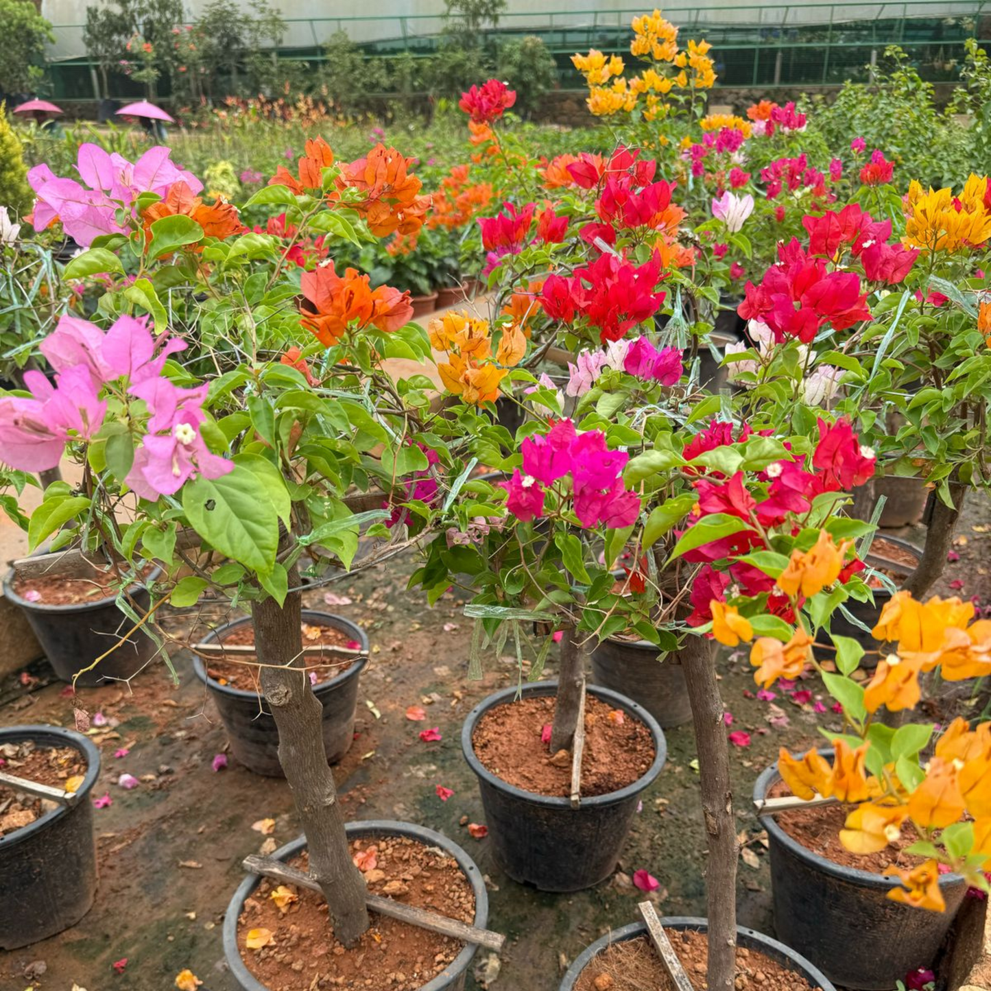 Bougainvillea Multi Graft (Paper Flower) Rare Flowering Live Plant