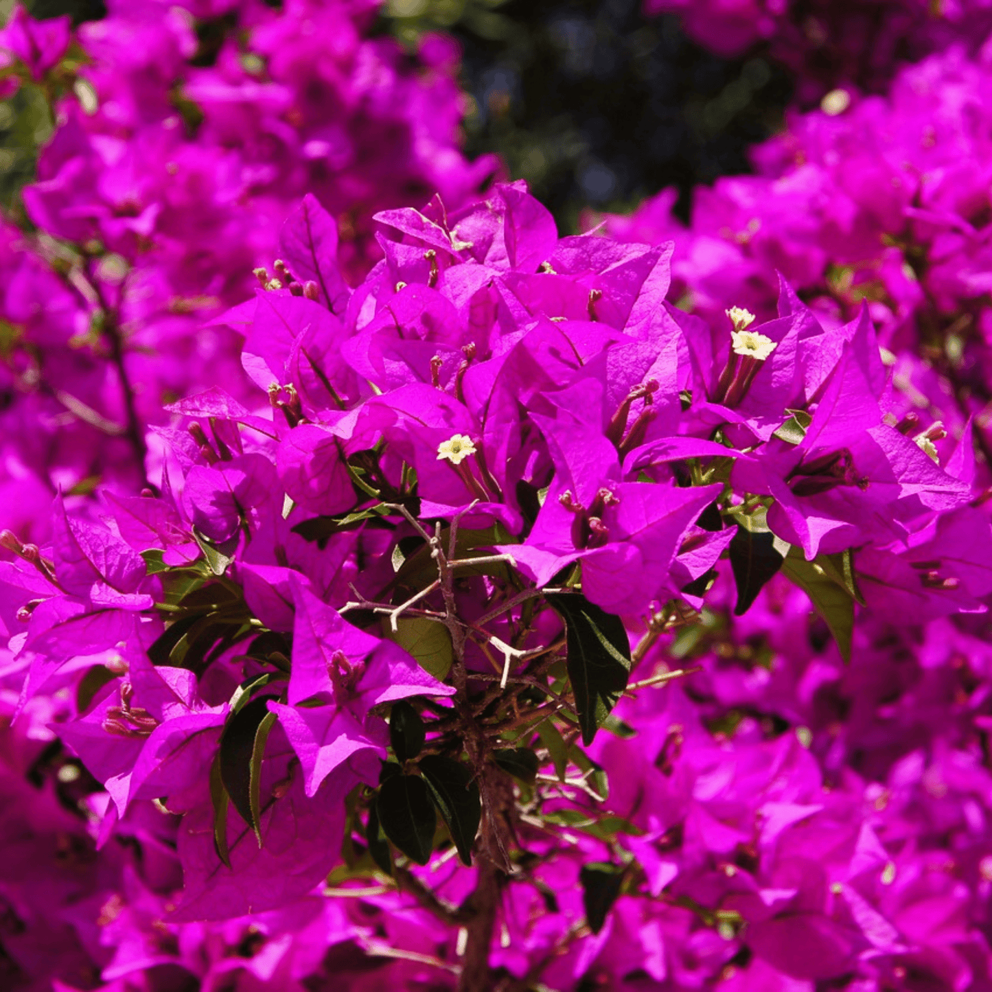 Bougainvillea Purple (Paper Flower) Flowering Live Plant