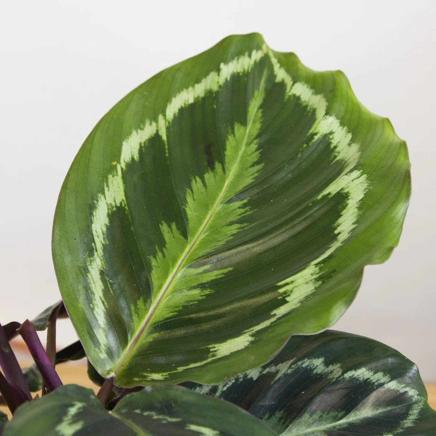 Calathea Medallion (Goeppertia veitchiana) Live Plant