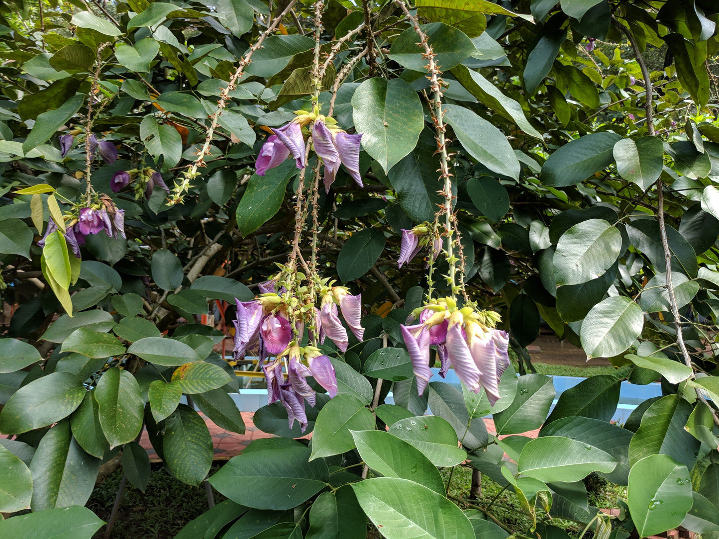 Butterfly Pea Tree (Clitoria arborea) Rare Live Plant