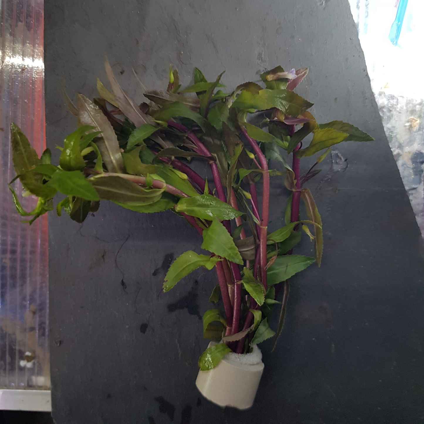 Creeping Marshweed (Limnophila repens) Aquarium Live Plant