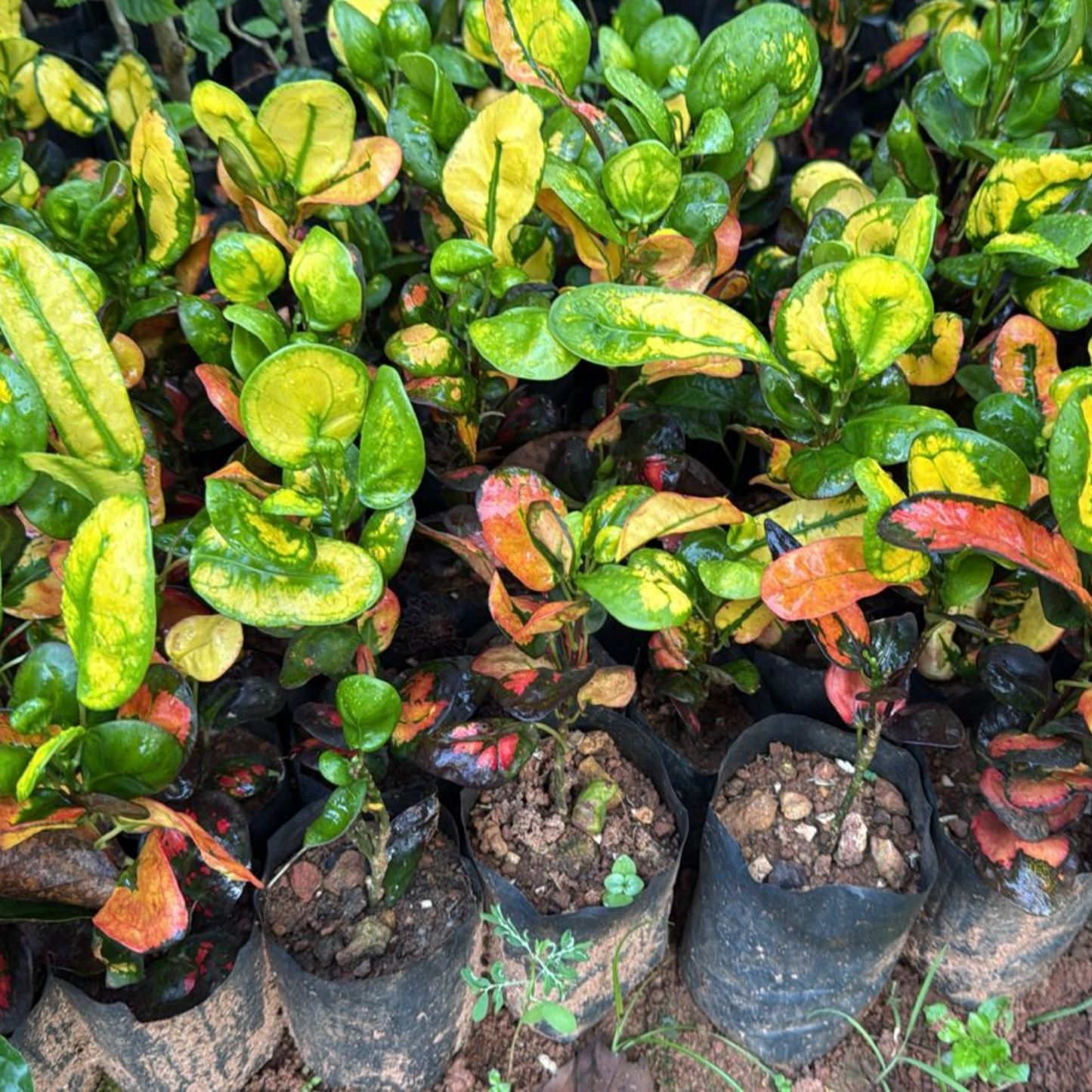 Croton Apple (Codiaeum variegatum) Indoor / Outdoor Live Plant