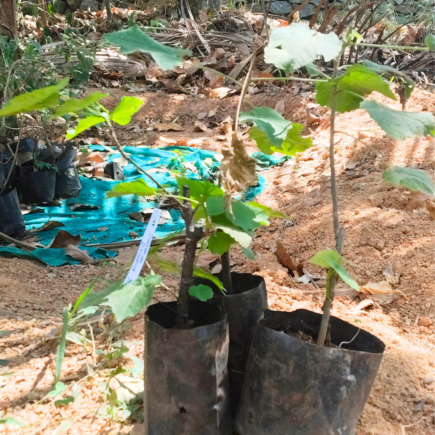 Dombeya Dropping Pink (Dombeya wallichii) Rare Flowering Live Plant