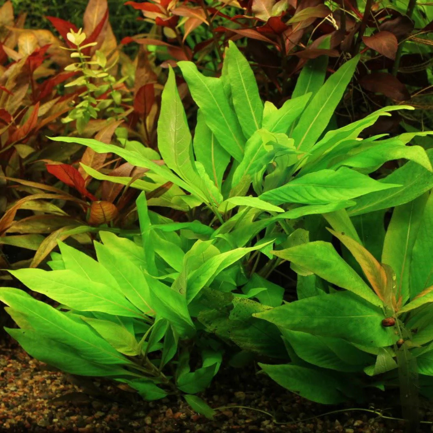 Hygrophila Corymbosa Aquarium Live Plant