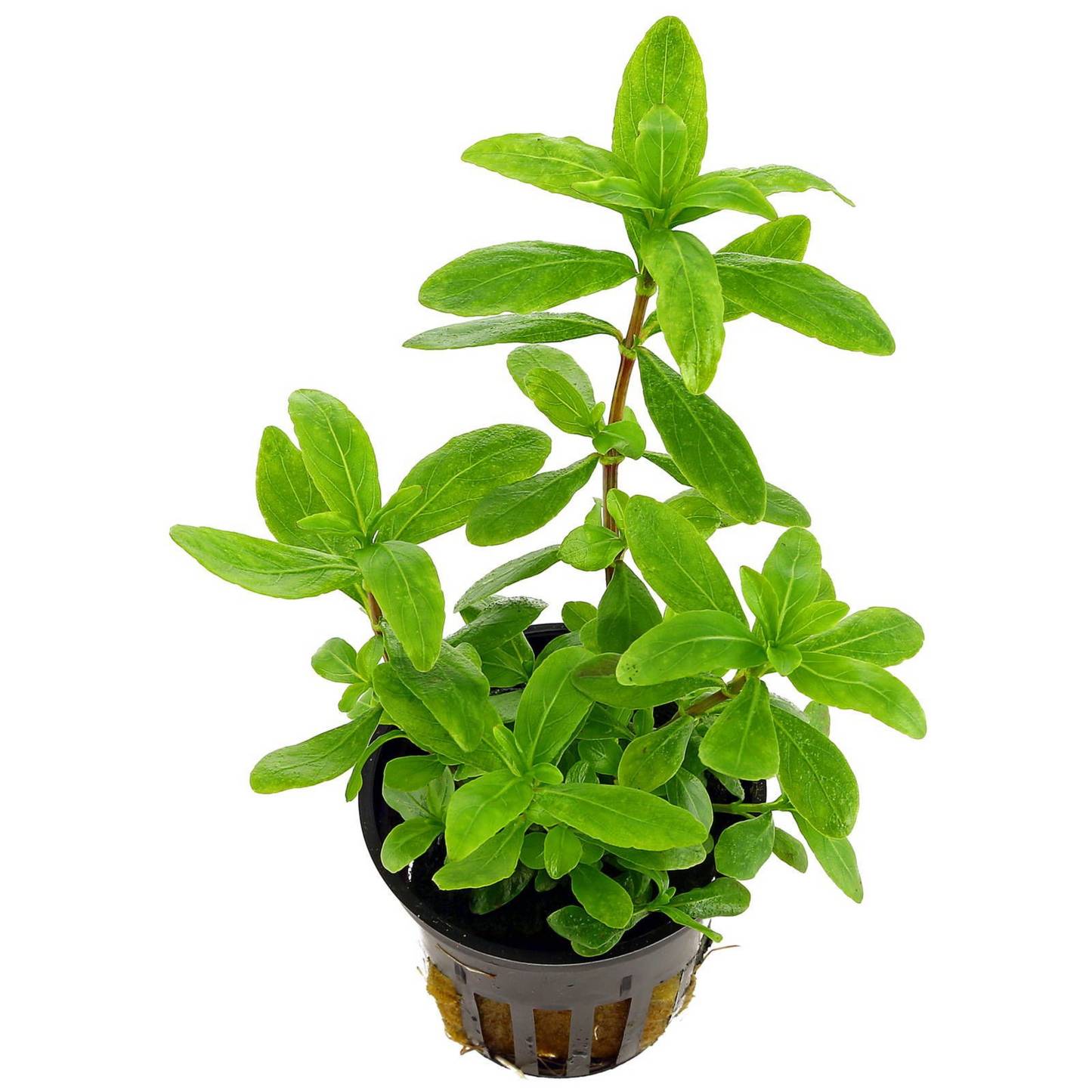 Hygrophila Polysperma Green Aquarium Live Plant