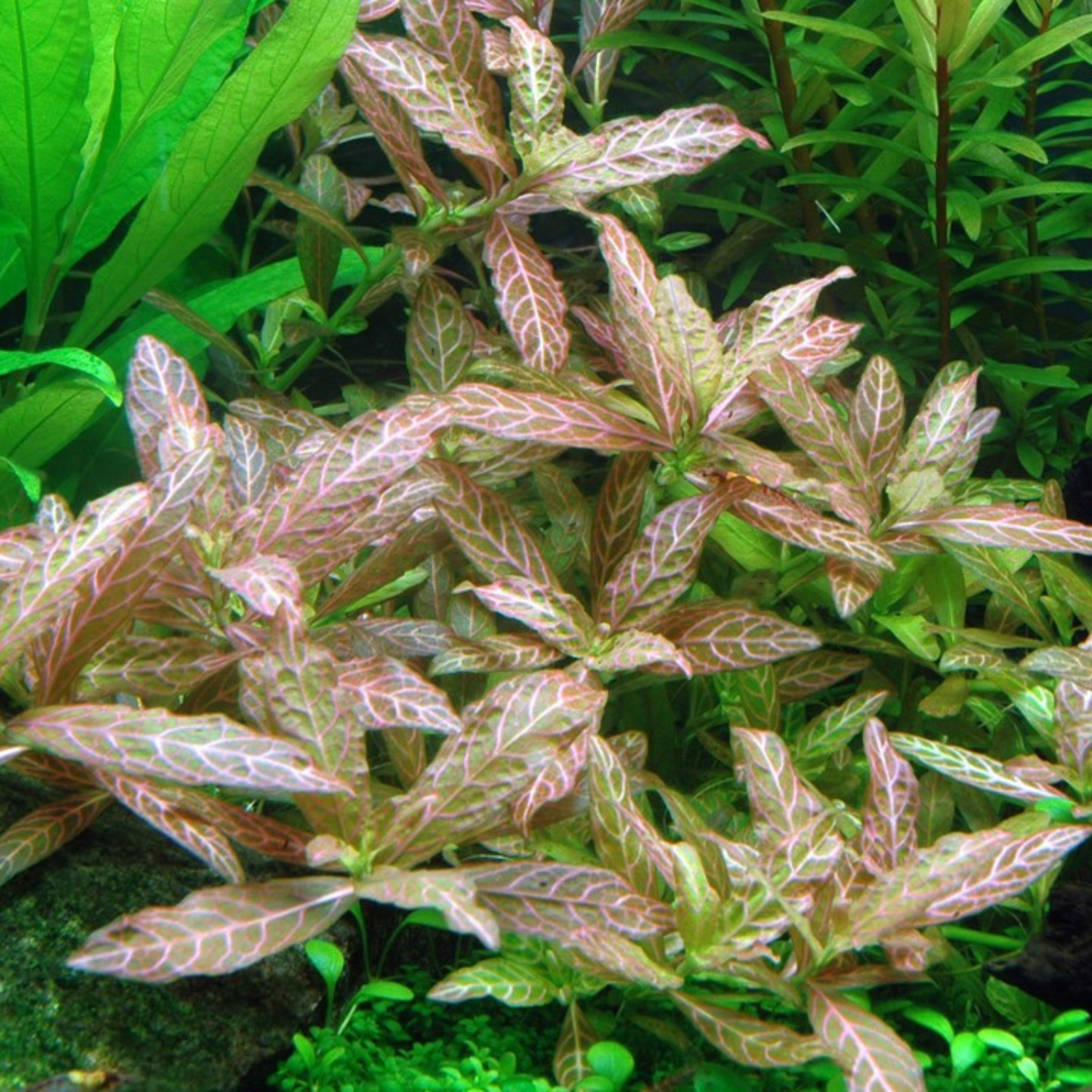 Hygrophila Polysperma Rosanervig Aquarium Live Plant