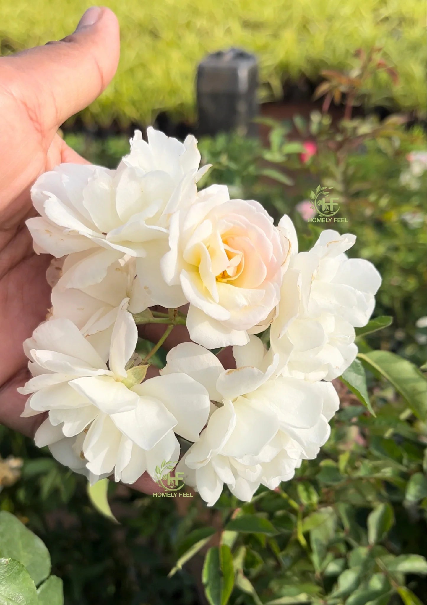 White Creeper/ Climbing Rose Live Plant