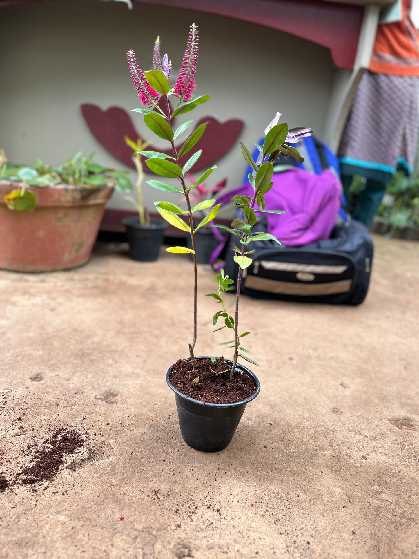 Rare Hebe Speciosa Magenta Flowering Live Plant