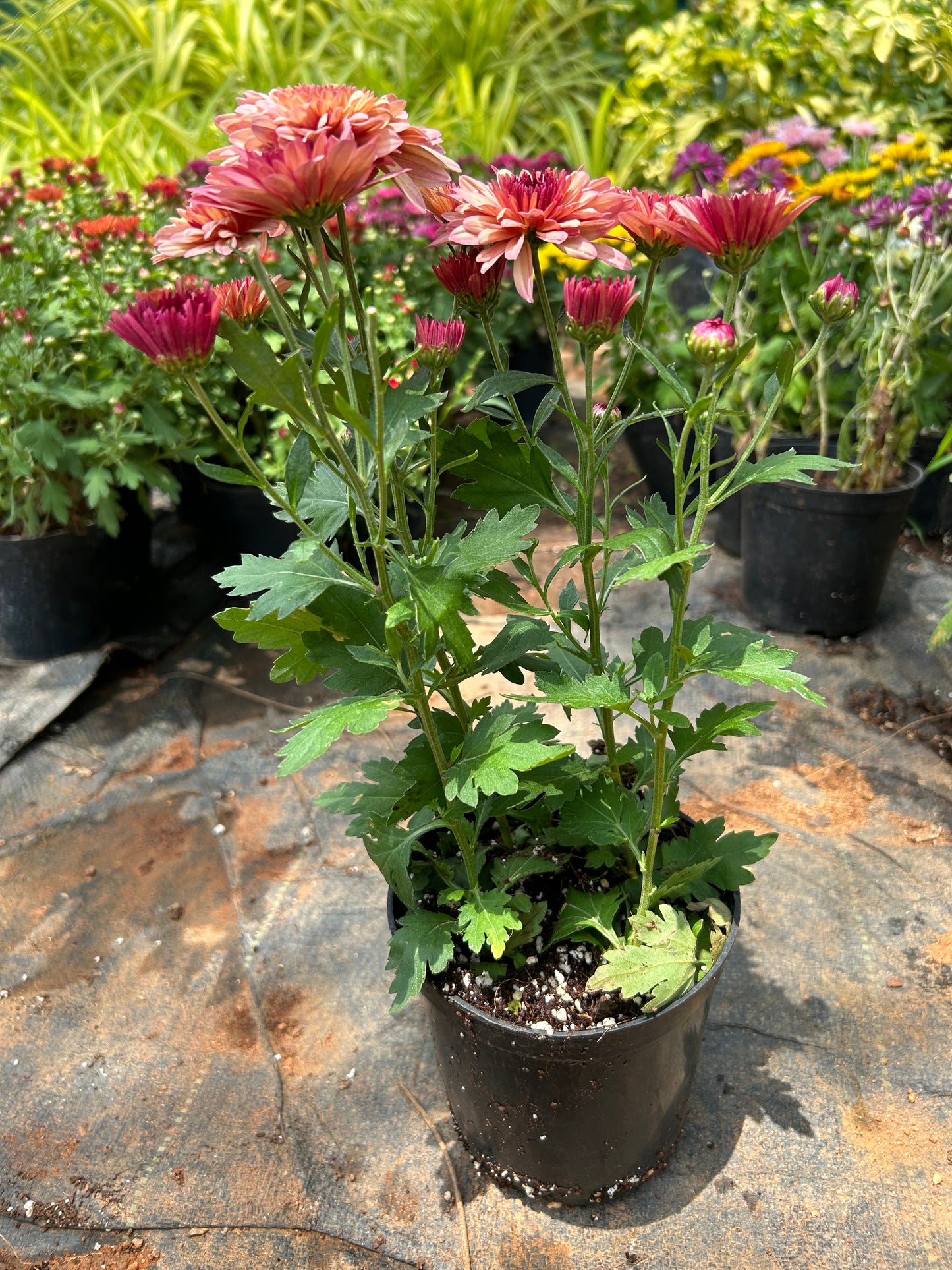 Dwarf Salmon Pink Chrysanthemum Flowering Live Plant - Pot with Flowers