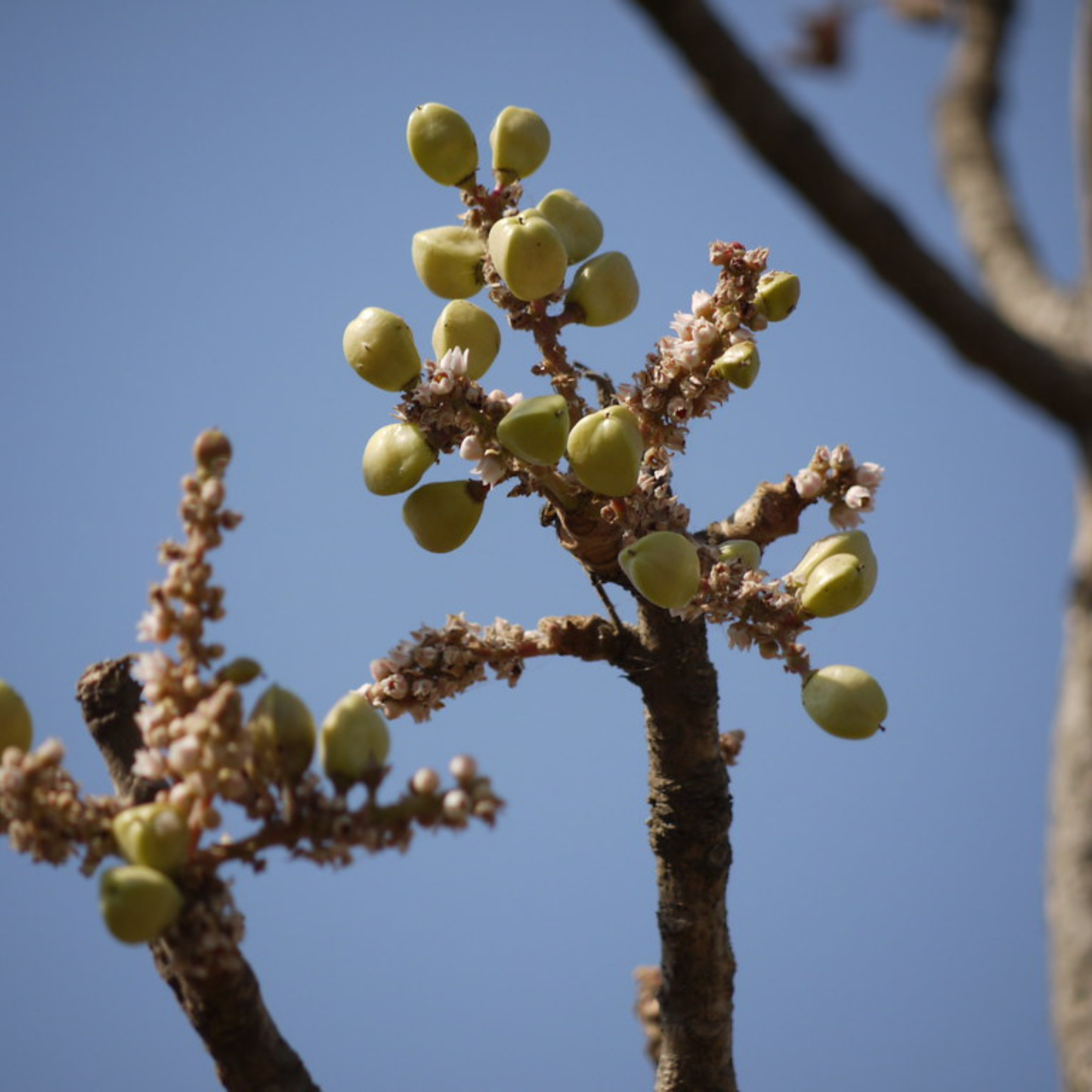 Indian Frankincense (Boswellia serrata) Live Plant