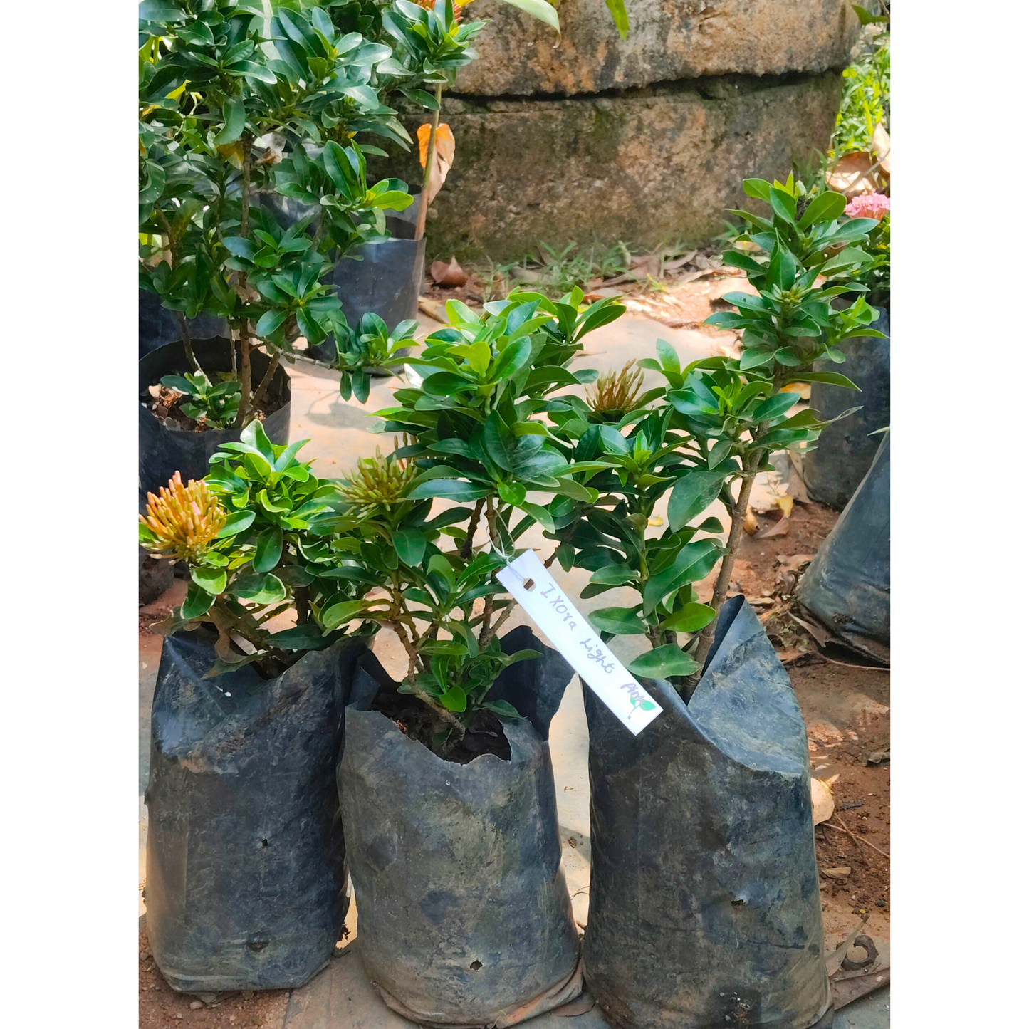 Ixora Light Pink Rare All Time Flowering Live Plant