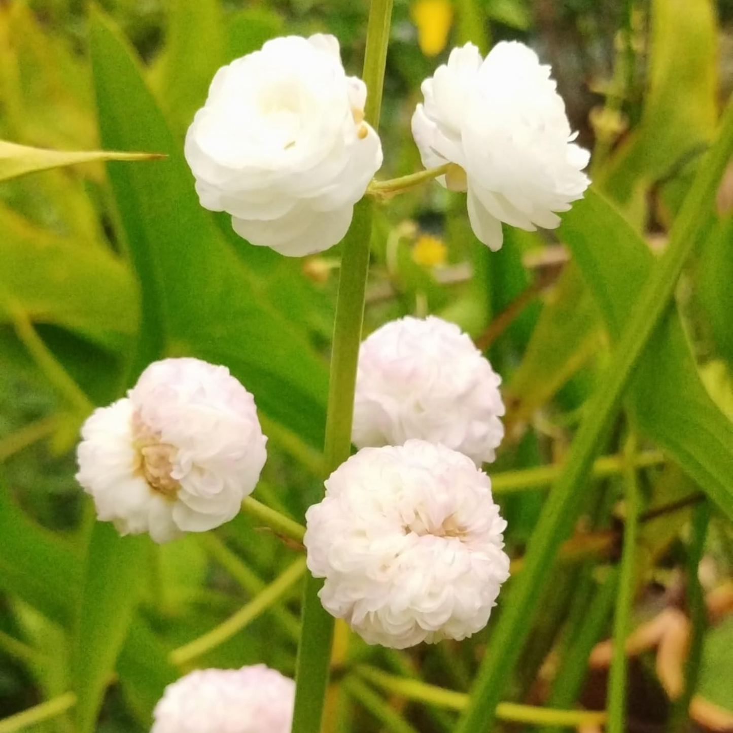 Japonica Sagttaria Aquarium Live Plant