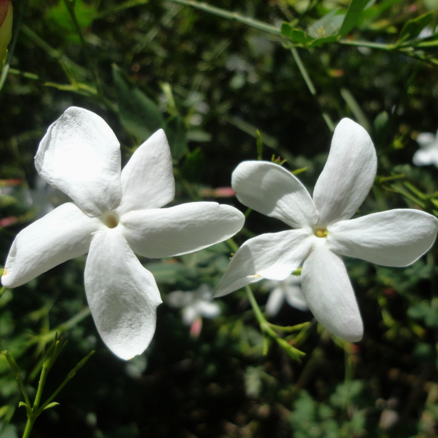 Pichi Poo- jathi mali (Jasminum angustifolium) – Fragrant Flowering Live Plant