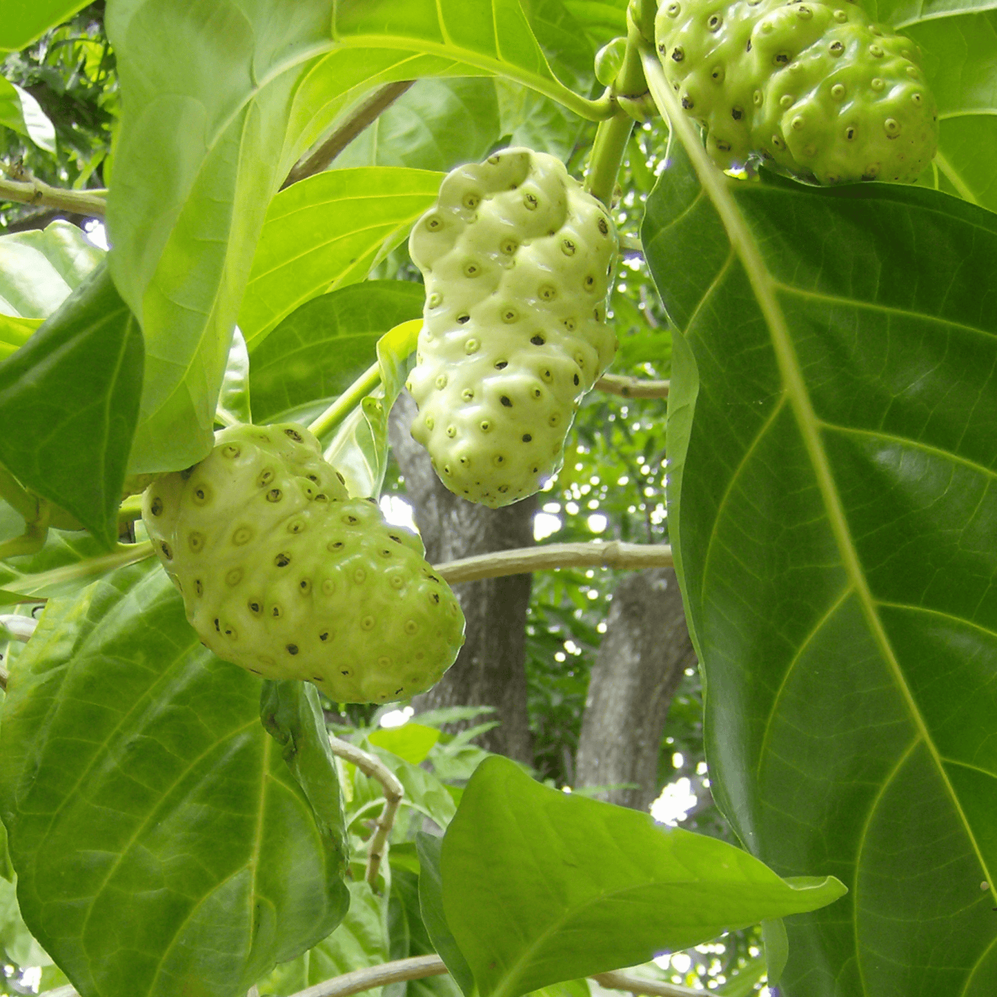 Noni/Cheese (Morinda citrifolia) Medicinal Live Plant