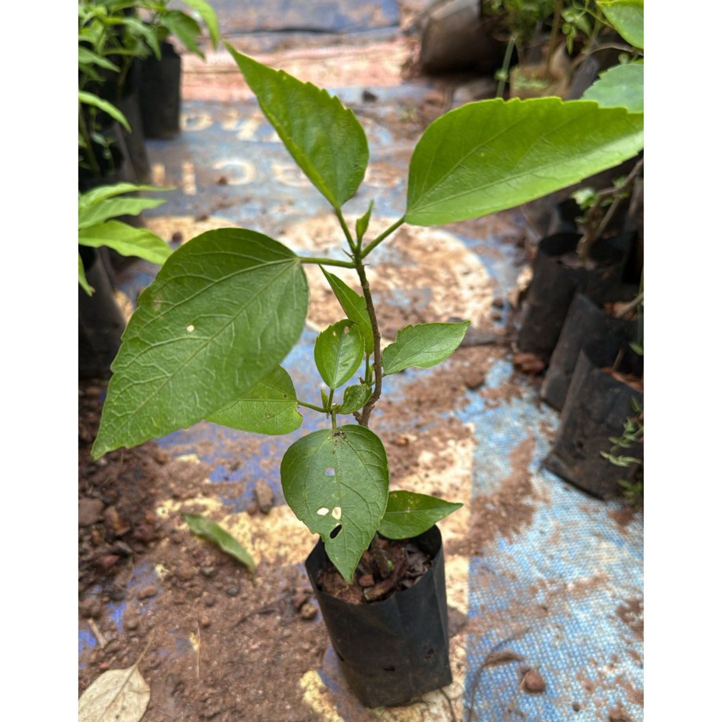 Pink Multi Petal Hibiscus All Time Flowering Live Plant