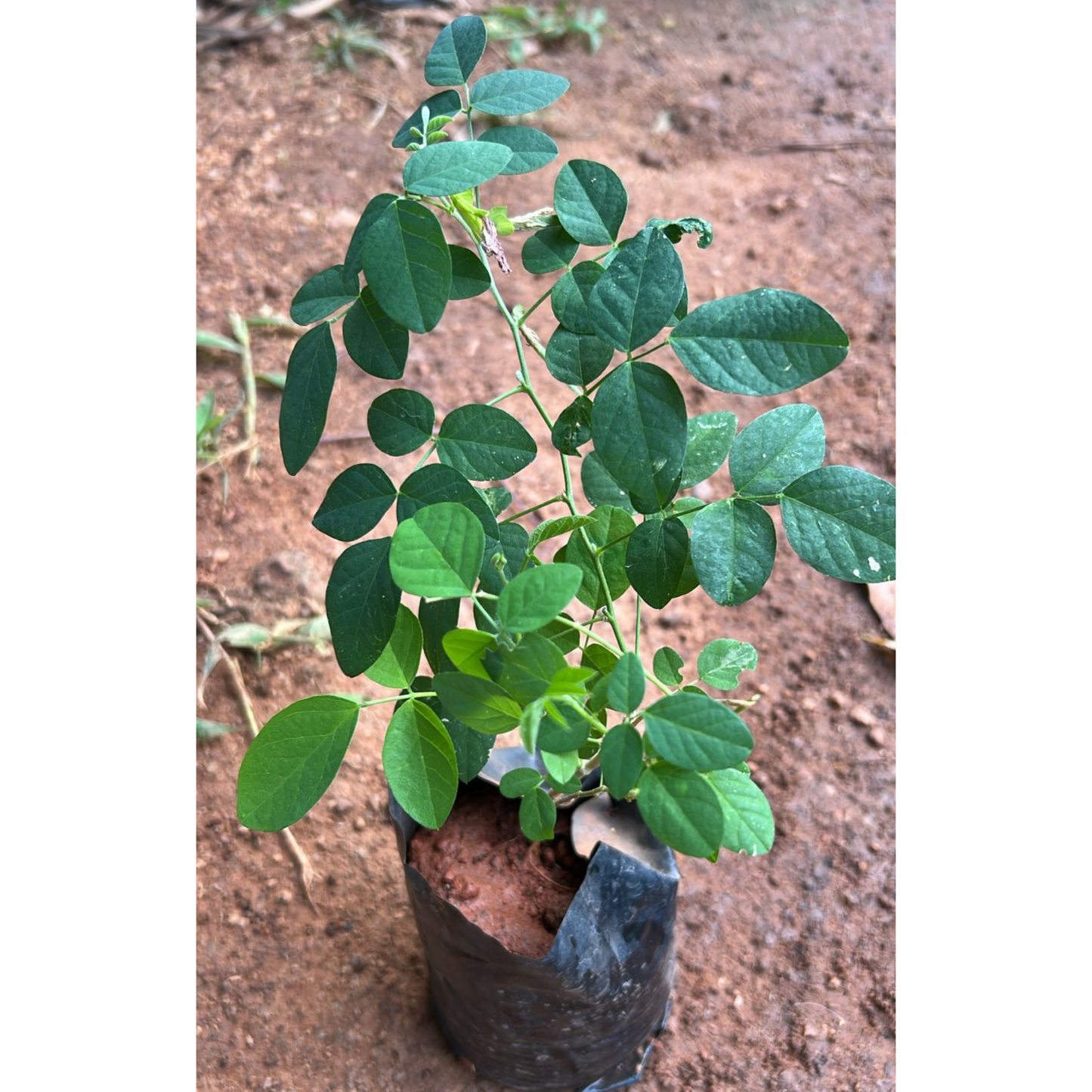 Pink Butterfly Pea Vine Single Petal (Clitoria ternatea) Rare Flowering Live Plant
