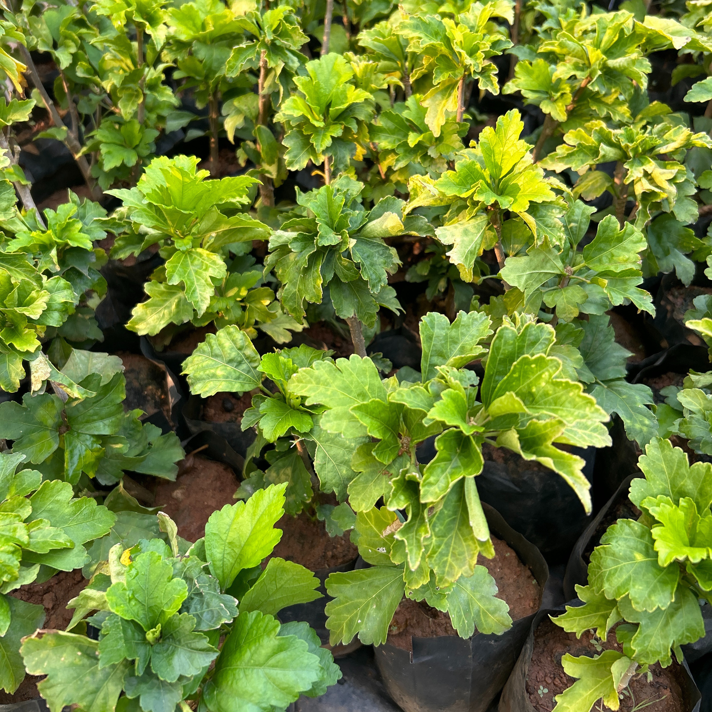 Purple Hibiscus Live Plant with Buds