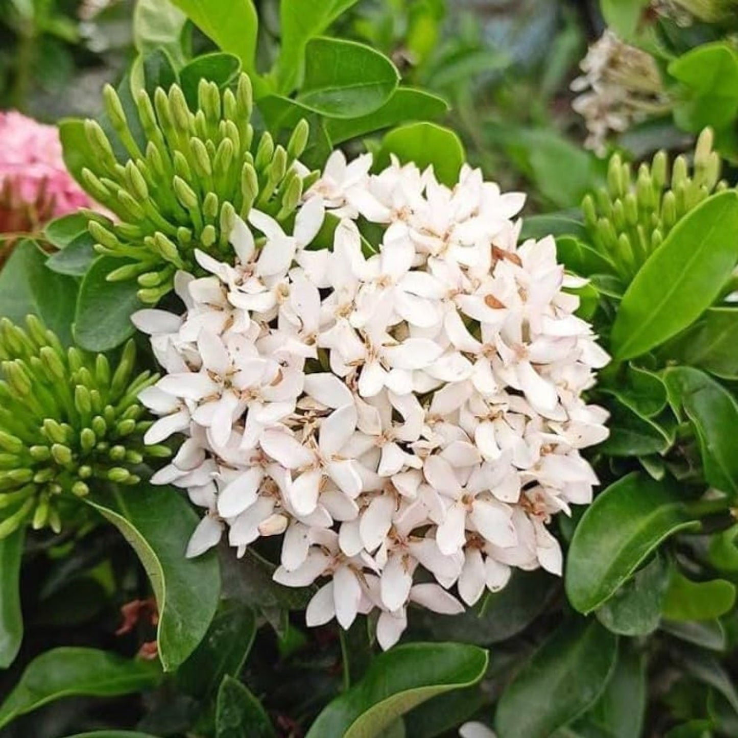 Dwarf Ixora White (Ixora coccinea) All Time Flowering Live Plant