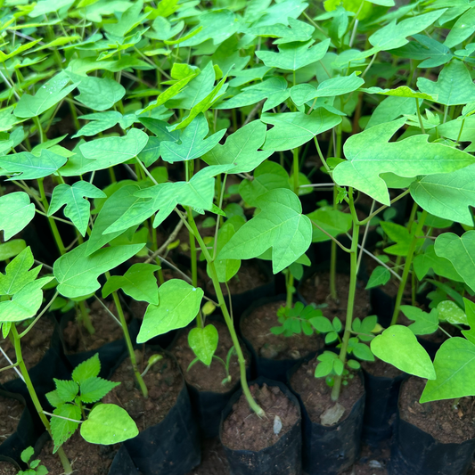 Red Lady Papaya Dwarf Fruit Live Plant