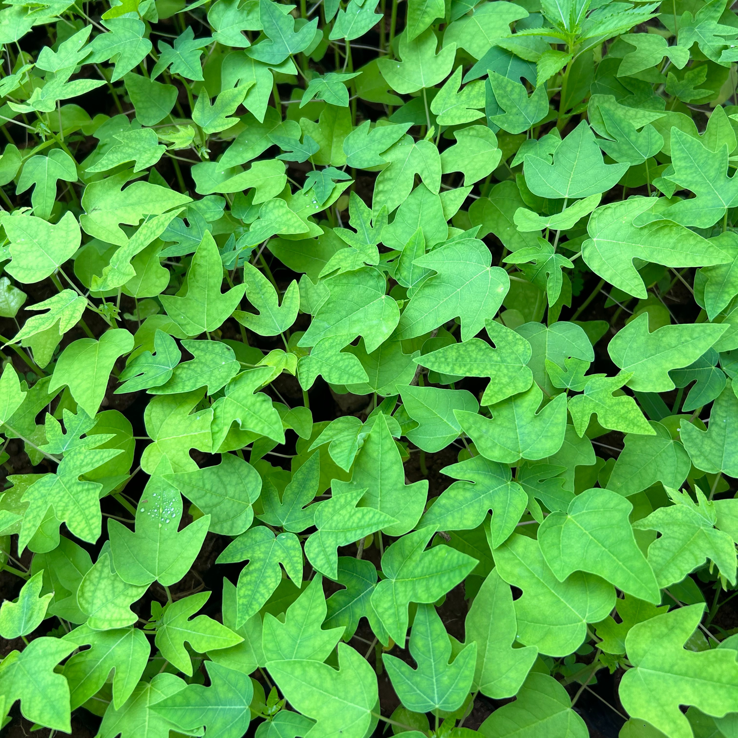 Red Lady Papaya Dwarf Fruit Live Plant
