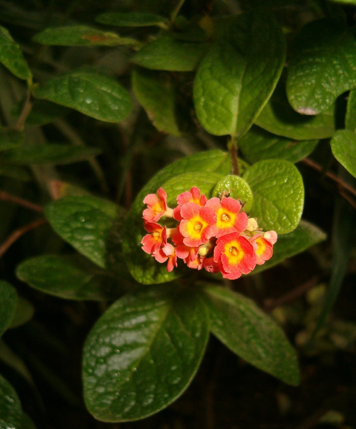 Fragrant Panama Rose (Rondeletia odorata) Flowering Live Plant
