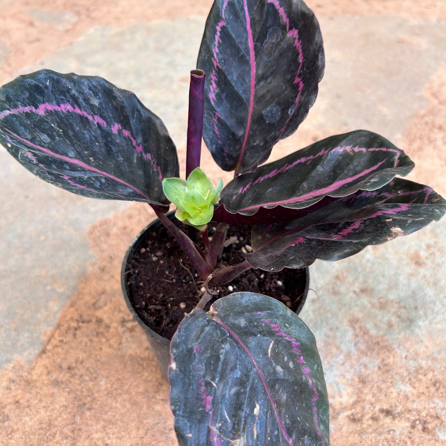 Rose Painted Calathea / Black Rose (Calathea roseopicta) Live Plant
