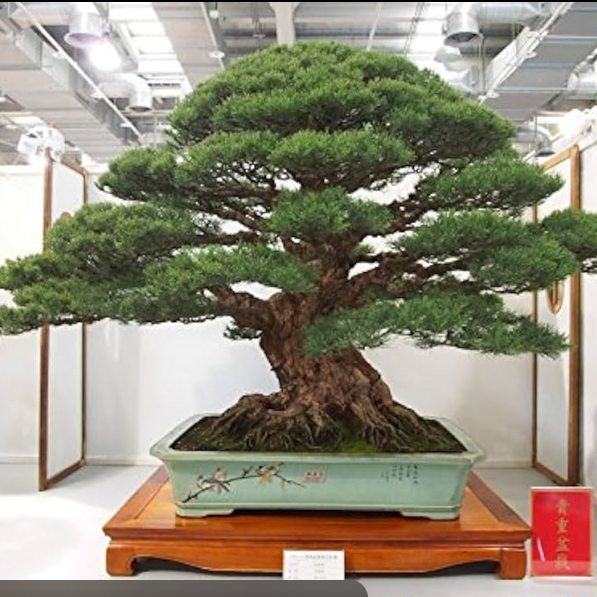 Bush Kattadi Casuarina Bonsai Tree Live Plant