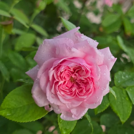 British Queen- Pink DA Rose Live Plant