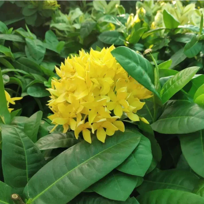 Ixora Yellow Bonsai Live Plant