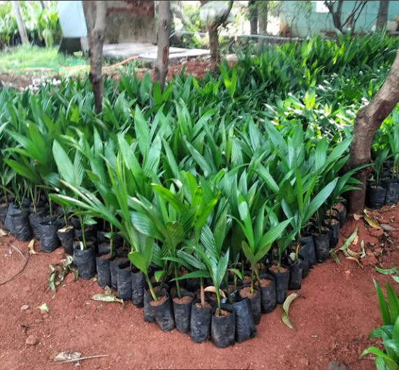 Desi Betal Nut Tree live plant