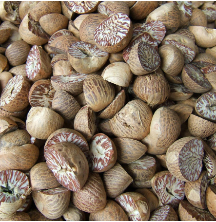 Inter C Mangala Betel Nut Tree Live plant.