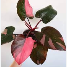Philodendron Pink princess Indoor / Outdoor Live Plant