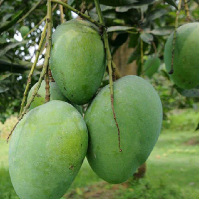 Neelam Mango Bonsai Tree Live Plant
