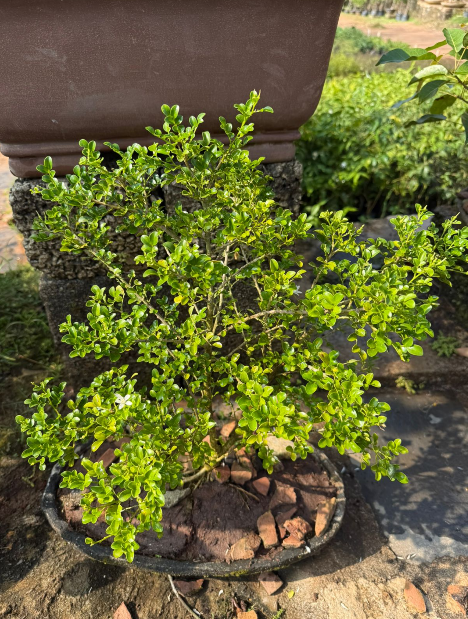 Dwarf kamini /Muraya Bonsai Tree Live Plant