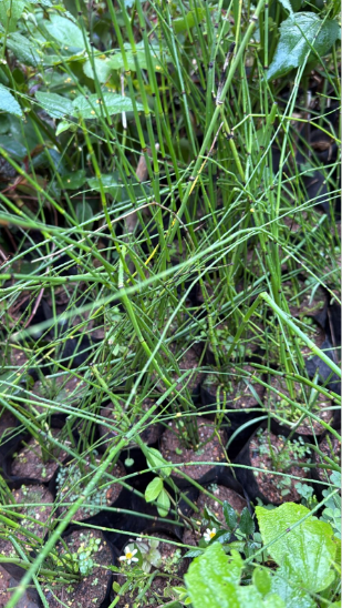 Equisetum Horsetail Live Plant
