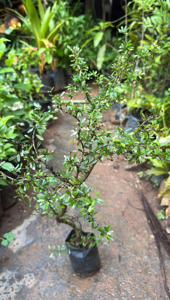 Desmodium Bonsai Live Plant