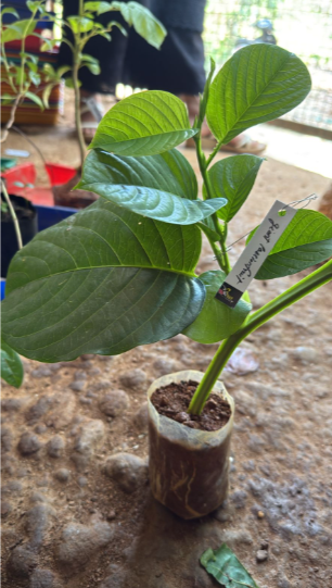 Giant Passion Fruit Flowering Plant