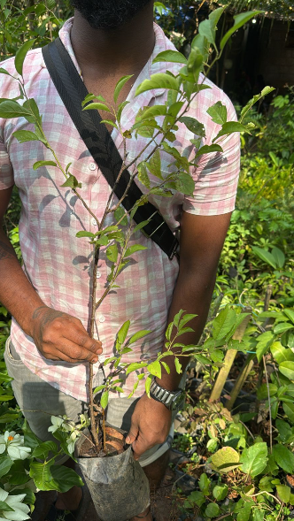 Cherry Blossom (Prunus serrulata) Rare Live Plant