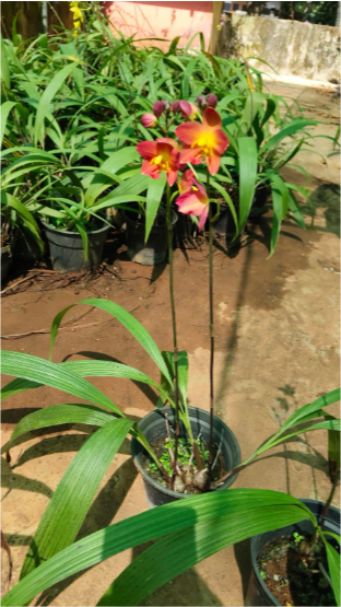 Spathoglottis plicata Red Ground Orchid