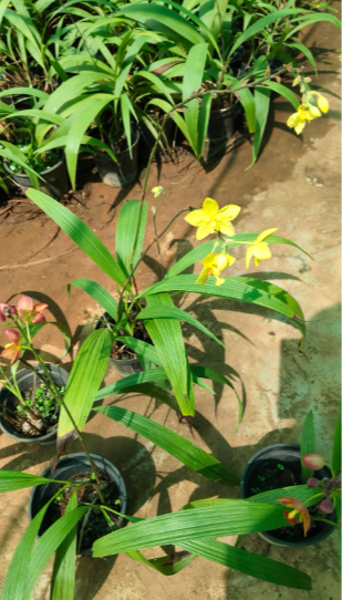 Spathoglottis plicata Yellow Ground Orchid