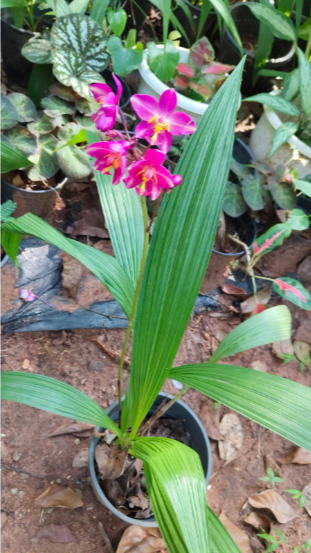 Spathoglottis plicata White and Pink Ground Orchid