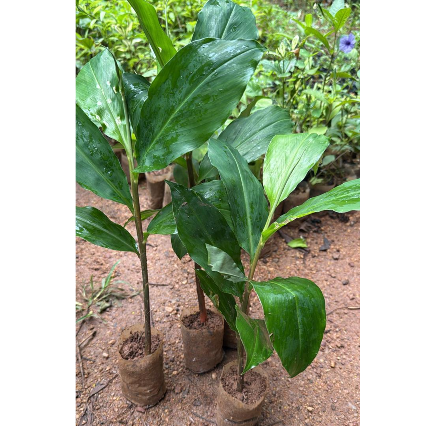 Shampoo Ginger Lily Flowering Live Plant